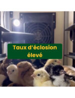 « Éclosoir CT60H Eggceterra – Incubateur 60 œufs avec régulation PID & humidification automatique » – Image 3