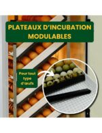 « Couveuse Automatique HB175S Cimuka – 175 œufs, Humidification & Ventilation Automatisées » – Image 4
