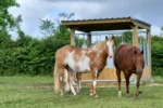 Râtelier déplaçable 2x3m – Distribution sécurisée du fourrage pour chevaux – Structure mobile et robuste – Image 5