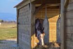 Râtelier déplaçable 2x3m – Distribution sécurisée du fourrage pour chevaux – Structure mobile et robuste – Image 5