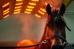 Solarium Saturne pour chevaux – 22 lampes infrarouges – 4 ventilateurs – Structure ABS renforcé – Étanchéité IPX5 – Image 4