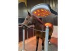 Solarium Saturne pour chevaux – 22 lampes infrarouges – 4 ventilateurs – Structure ABS renforcé – Étanchéité IPX5 – Image 6