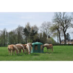 Râtelier de prairie hexagonal en résine – mangeoire robuste avec 6 passages de tête – Image 3